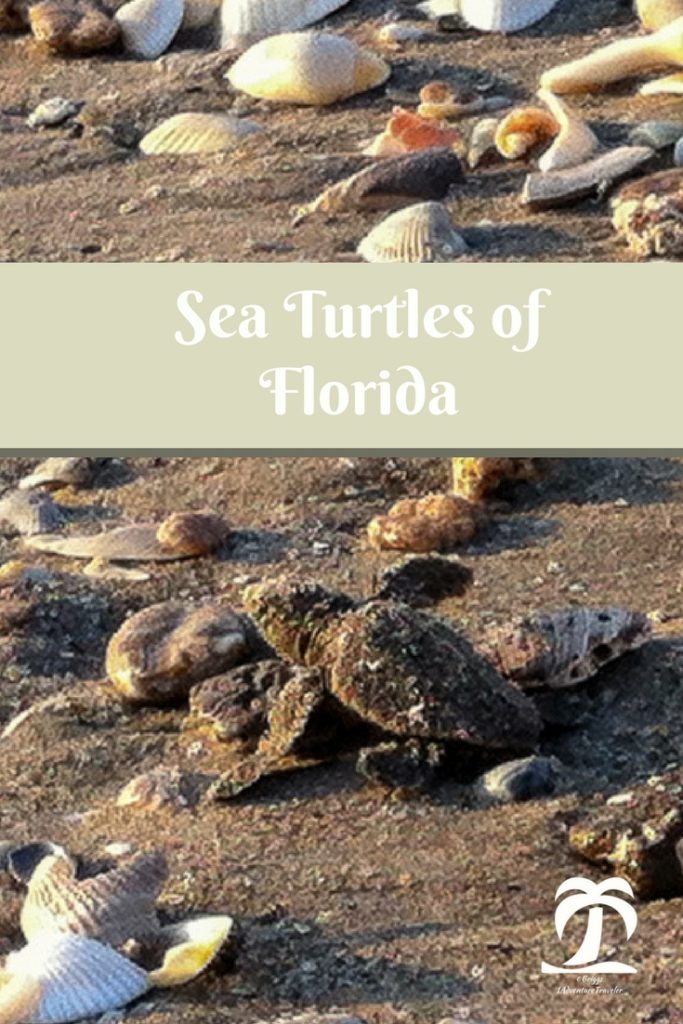 Sea Turtles of Florida - 1Adventure Traveler February 6, 2018