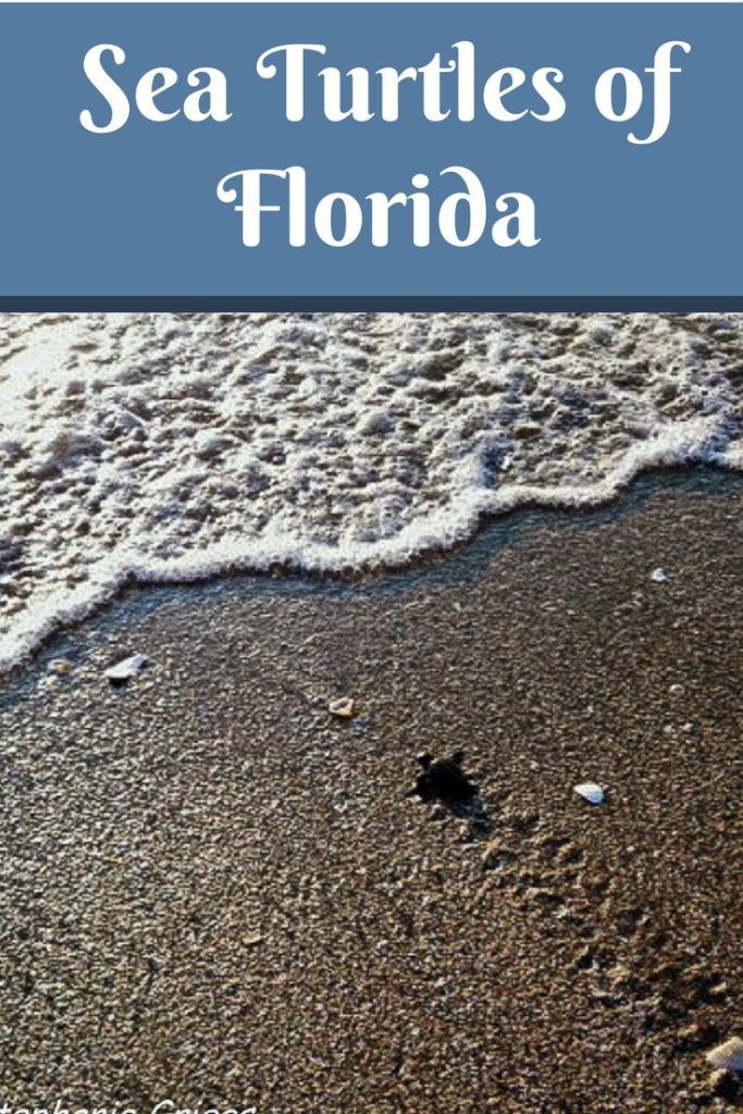 Sea Turtles Of Florida - 1adventure Traveler February 6, 2018