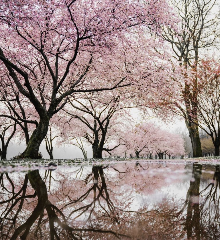 10 Best Instagram Spots for Cherry Blossoms Japan - 1Adventure Traveler ...